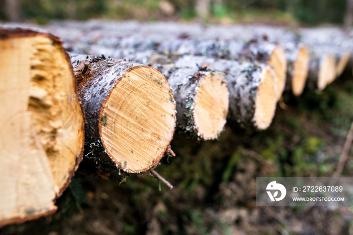 Trunks of trees cut and stacked in the foreground