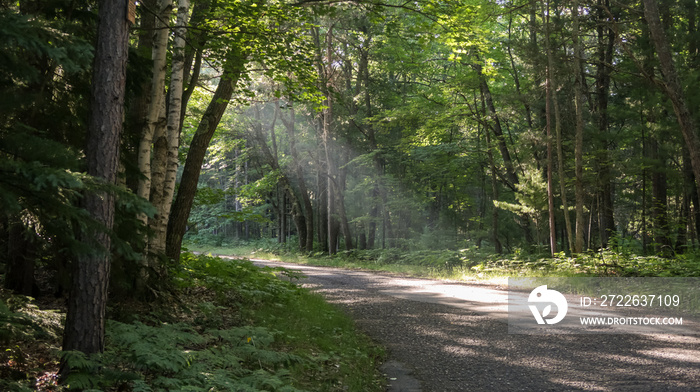 Ray of morning sunlight on road in the woods