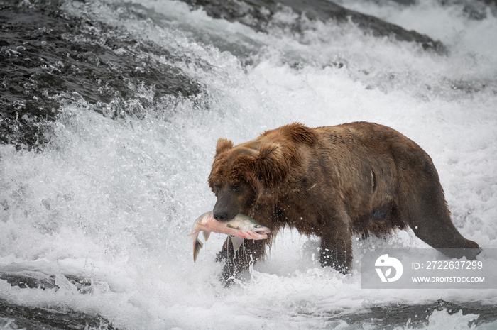 Alaskan brown bear at McNeil River