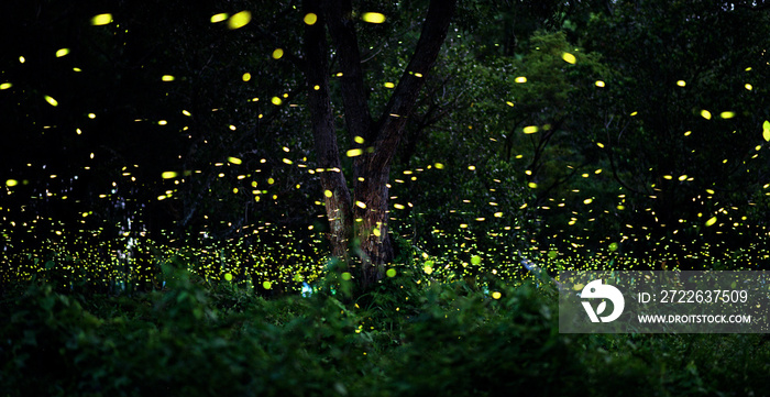 firefly in forrest