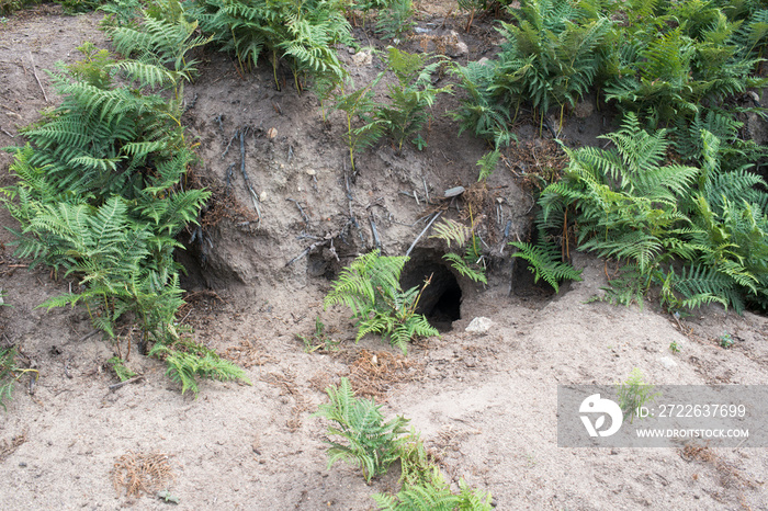 Rabbit burrows in the atlantic coast. France