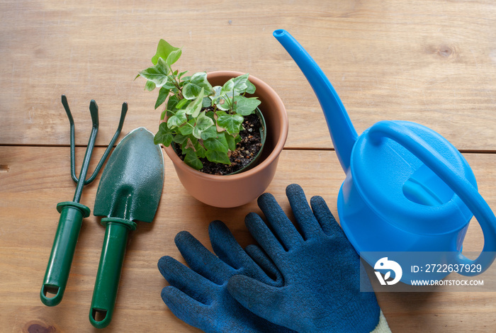 Tools needed for gardening aligned along an ivy plant in pot, including a watering tank, a pair of gloves and rake and a shovel.