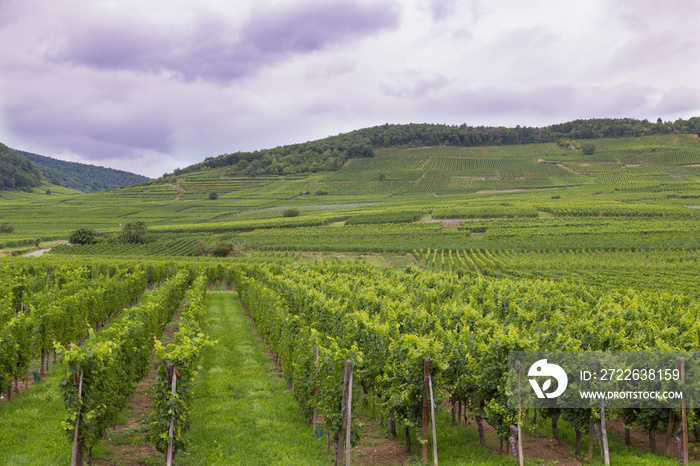 Vineyards on the hills. Alsace Wine Route. France