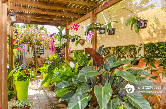 Plantes tropicales sous pergola