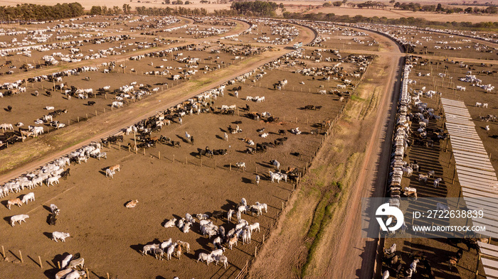 Large confined livestock breeding area. Captures cattle breeding area for slaughter.