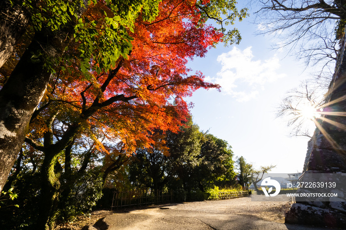 赤く色づいた紅葉、高知公園