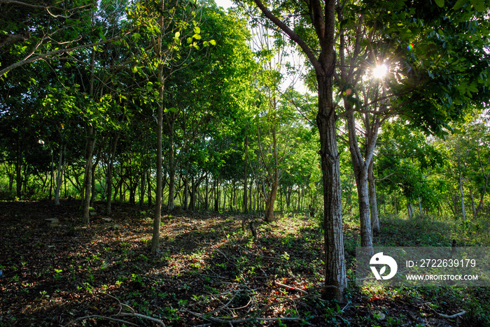 land of a quarry reforested with mahogany trees