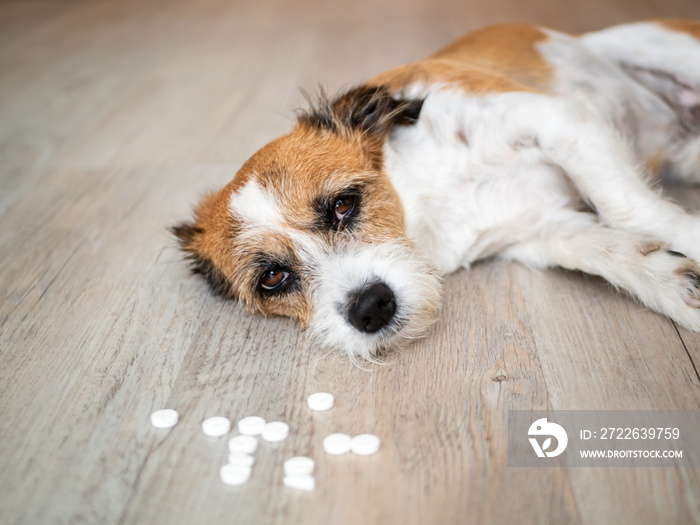 Kleiner Terrier Hund mit weißen Tabletten am Boden liegend, Notfall, Vergiftung