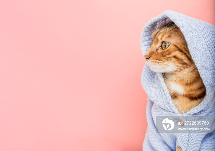 Cool Bengal cat in a blue hoodie on a pink background.