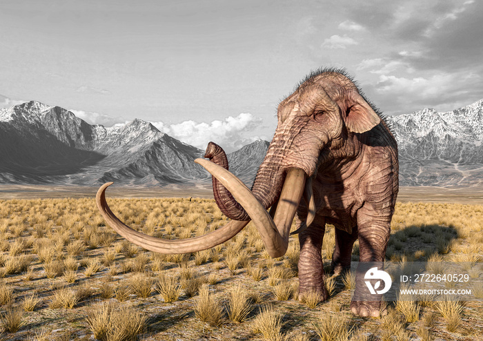 mammoth is looking around in the plains and mountains with copy space