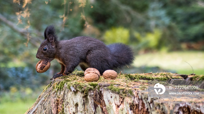 Eichhörnchen beim Nüsse sammeln