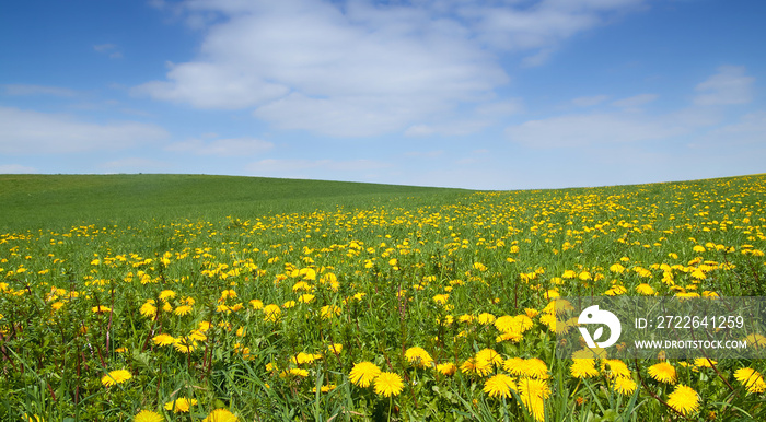 Wiese mit Löwenzahnblüten im Frühling