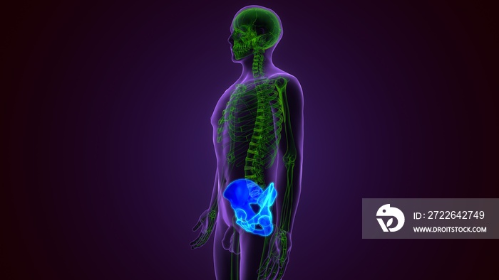 Human Skeleton Hip or Pelvic bone Anatomy For Medical Concept 3D Illustration