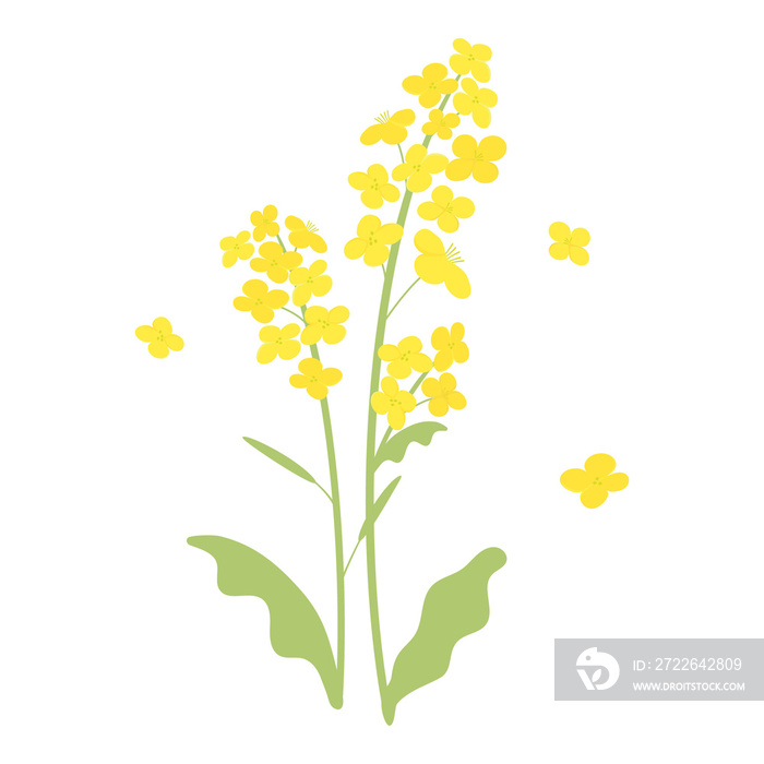 canola flowers illustration