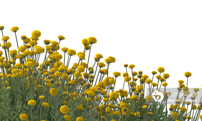 Bunch of tiny yellow flowers in clusters