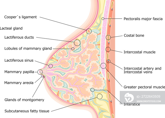 乳房　構造　イラスト　英語