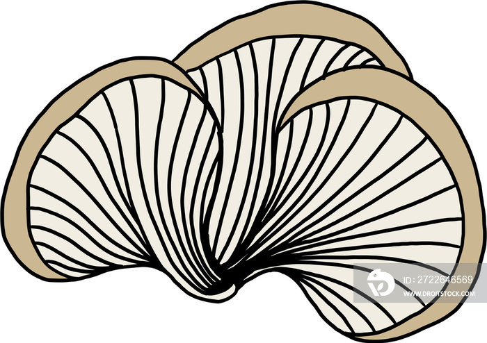 doodle freehand sketch drawing of oyster mushroom vegetable.