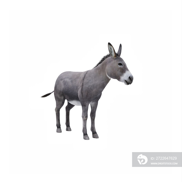 Donkey