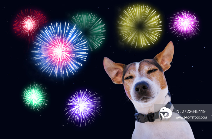 Scary Dog Muzzle Jack Russell Terrier Against Sky with Fireworks. Safety of pets during fireworks concept