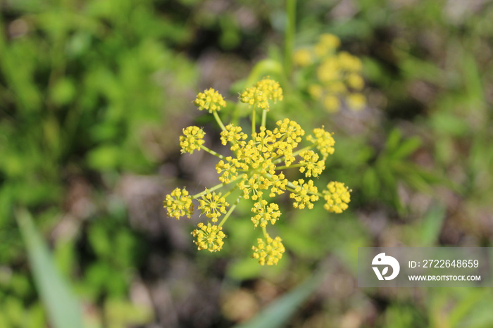 Closeup of golden Alexanders at Wayside Woods in Morton Grove, Illinois