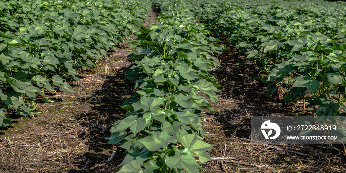 Cotton plant rows - banner