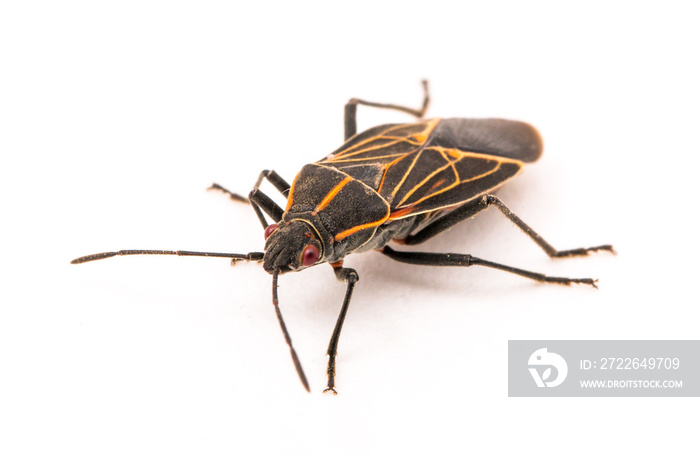 A Box elder Bug on white background