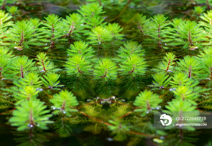 Watermilfoil plants in a pond