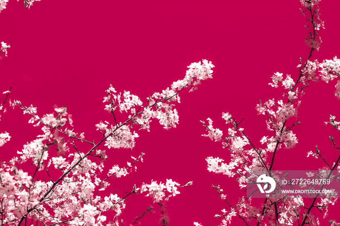 Floral abstract art on maroon background, vintage cherry flowers in bloom as nature backdrop for luxury holiday design