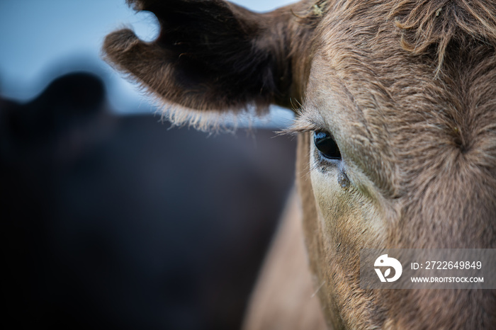 Beef cattle and cows in Australia