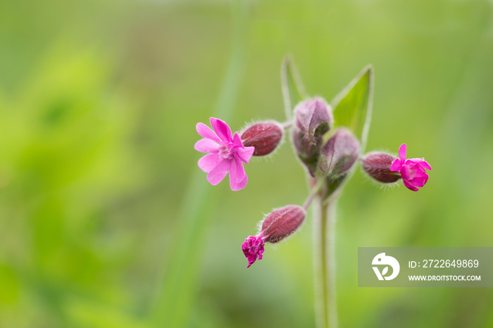 Red campion (Silene dioica). Red campion or Silene dioica on meadow.