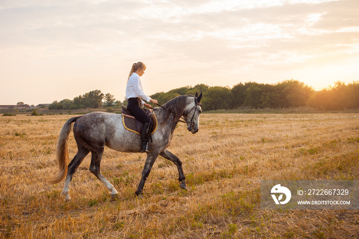 woman rides a field on horseback at sunset. Sports training, equestrian, walking, rental and sale of horses, ranch, ammunition. Beautiful background. love and friendship to the animal, care.