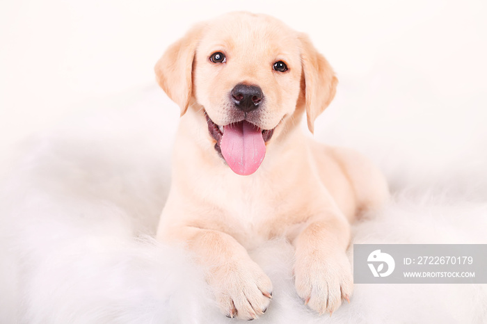 Close up of happy puppy of labrador sitting on the white leather sofa