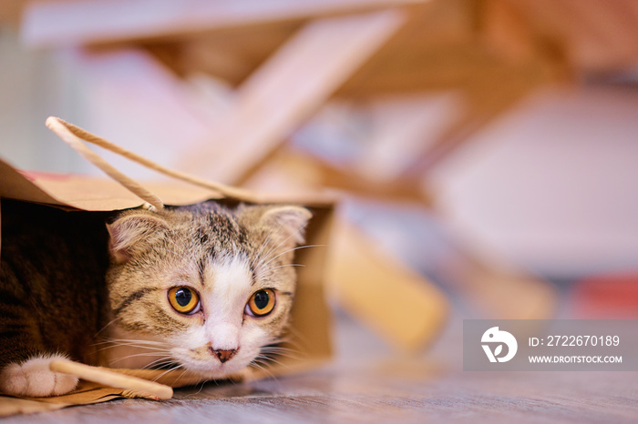 Cute furry cat in box.