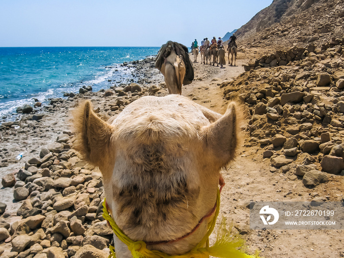 POV First person camel ride along the coast of the Golden City famous for its sunsets and Blue Hole.