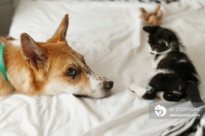 cute kitty and golden dog playing on bed with pillows in stylish room. adorable black and white kitten and puppy with funny emotions having fun on blanket. cozy home