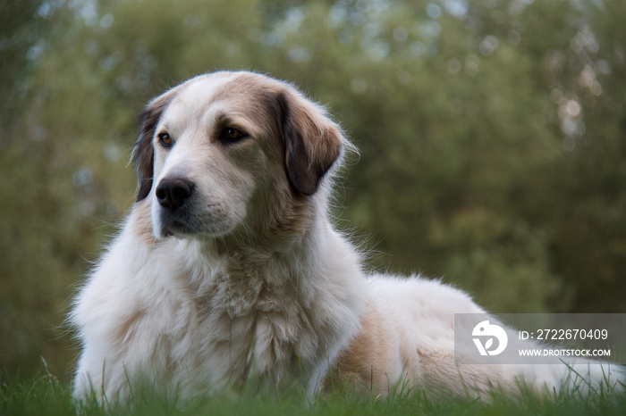 Beautiful soft Great Pyrenees guardian dog relaxing on a  sunny day in the green grass watching over the herd she is protecting