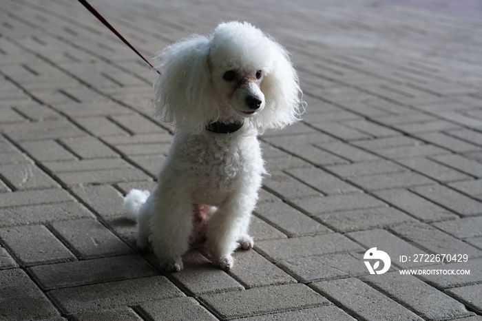 white poodle puppy on the street