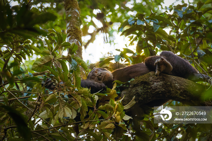 Common Chimpanzee ( Pan troglodytes schweinfurtii) relaxing in a tree, Kibale Forest National Park, Rwenzori Mountains, Uganda.