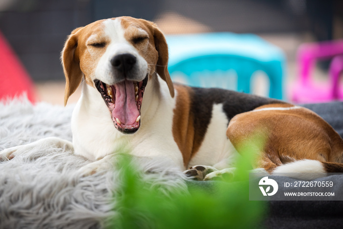 Beagle dog on a sofa outdoors Yawning with long tongue out. Dog health