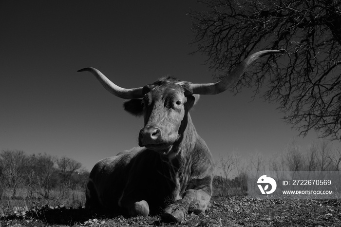 Chill Texas Longhorn cow in vintage black and white close up, laying down relaxing in field.