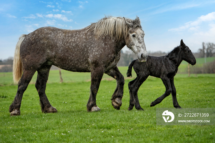 percherons, jument grise et son poulain