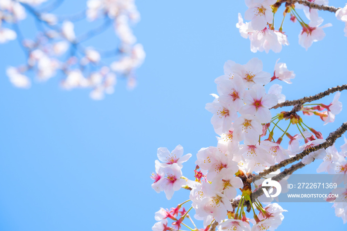 写真素材：桜　ソメイヨシノ　満開　アップ　コピースペース