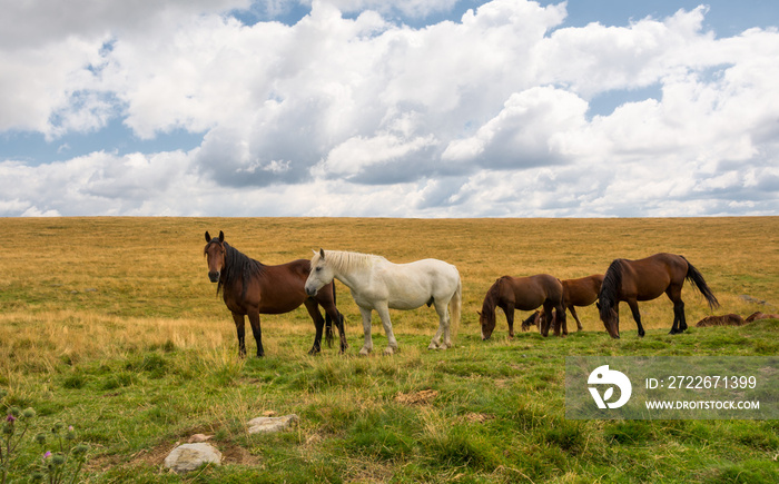 Horses grazing in a green field on a cloudy sky