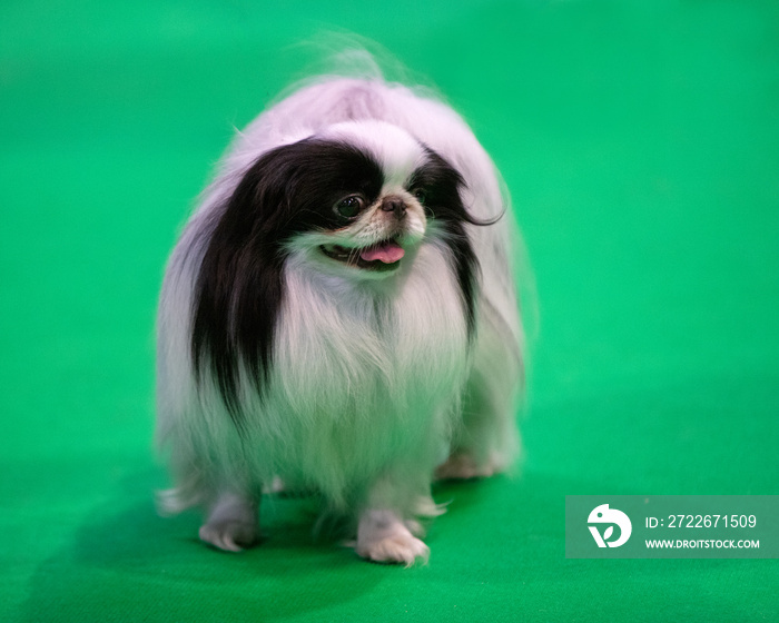 Japanese Chin at a dog show