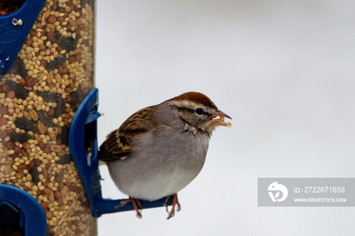 Chipping Sparrow Perched On Feeder-7280