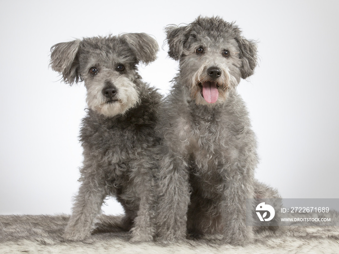 Two pumi dogs in a studio. The breed is also known as Hungarian shepherd dog. Image taken in a studio with white background.
