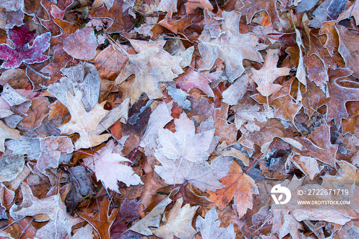 The beautiful colors of autumn/fall leaves.  Taken in Cardiff, South Wales, UK