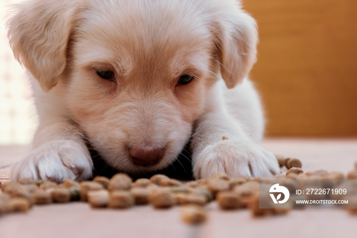 Il cucciolo e l’alimentazione, cane simil golden retriever mangia crocchette e croccantini