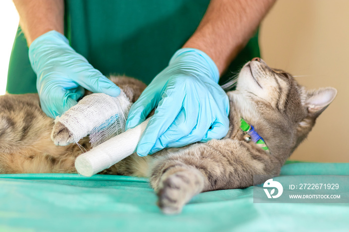 grey cat with broken leg at vet surgery. Male doctor veterinarian with stethoscope is bandaging paw of grey cat at vet clinic.