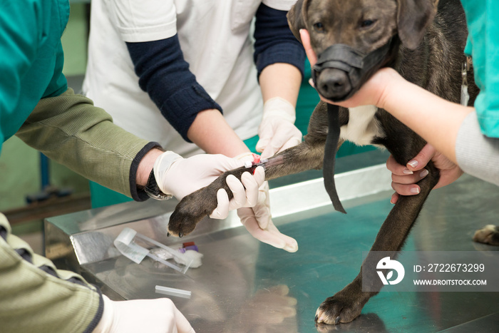 Veterinarian and technician preparing dog for blood test